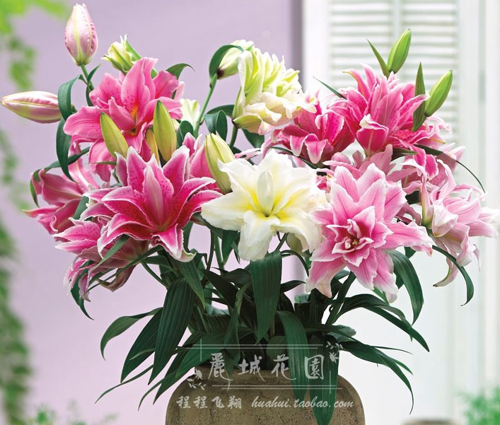 【現貨】荷蘭進口重瓣百合花種球【香水百合球】大球東百花香G80在類目 鮮花速遞/花卉仿真/綠植園藝, 花卉/蔬果/草坪種子(新), 種球中 - 來自Buy2taobao.com提供專業的淘寶代購服務