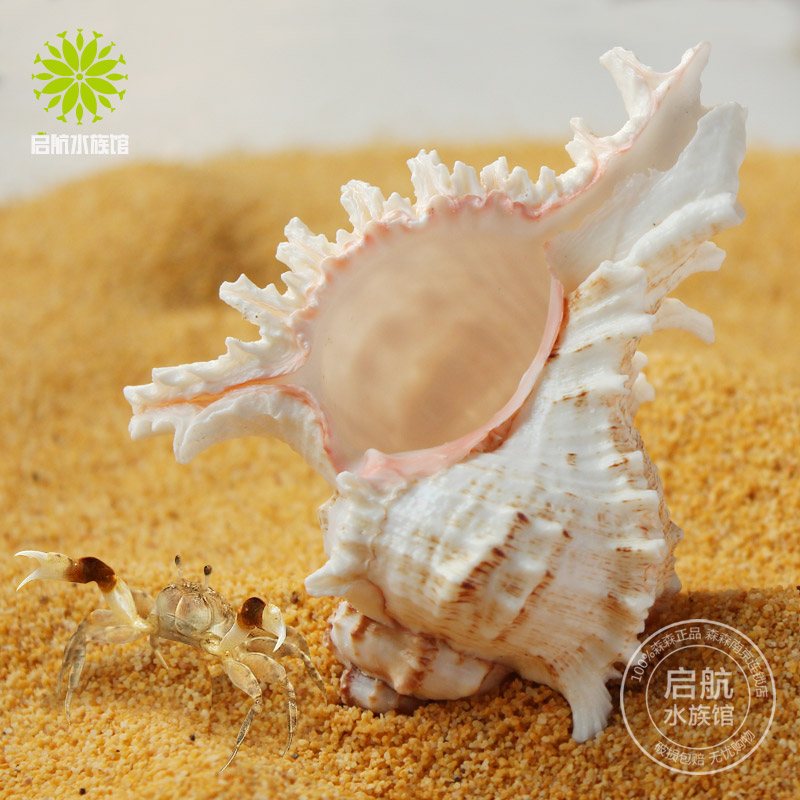 天然海螺贝壳鱼缸水族箱造景装饰大小号突刺贝壳海底世界饰品摆件|ruв категории животное/Животное питание и принадлежностей, аквариум мира, аквариум аквариум оборудования и т.д., ландшафт/украшения - от Buy2taobao.com для оказания профессиональной услуги покупки агента Taobao