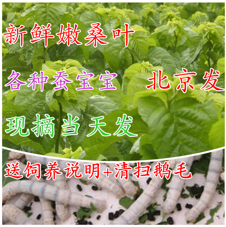 fresh Mulberry Sericulture Dedicated 500 Gram 2 jin 5 jin 10 Silkworm feed security Fight drugs ediblein the Pet/Pet food and supplies , Reptile/Insects and supplies Ming , Reptile/Ming insect food category - from Buy2taobao.com to provide professional Taobao agent buy service