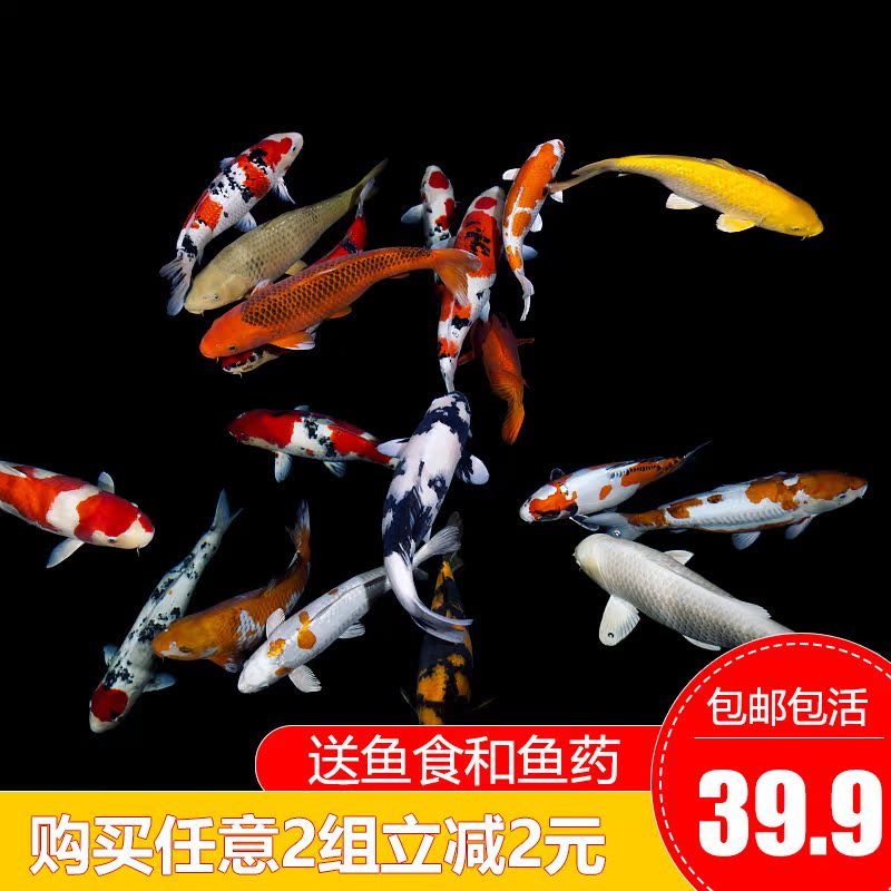 Cold water Ornamental fish Koi Fry living thing small-scale Thoroughbred Red and white Dragon Phoenix Tricolor Nagao freshwater Lucky Goldfishin the Pet/Pet food and supplies , Aqua World , Fish category - from Buy2taobao.com to provide professional Taobao agent buy service