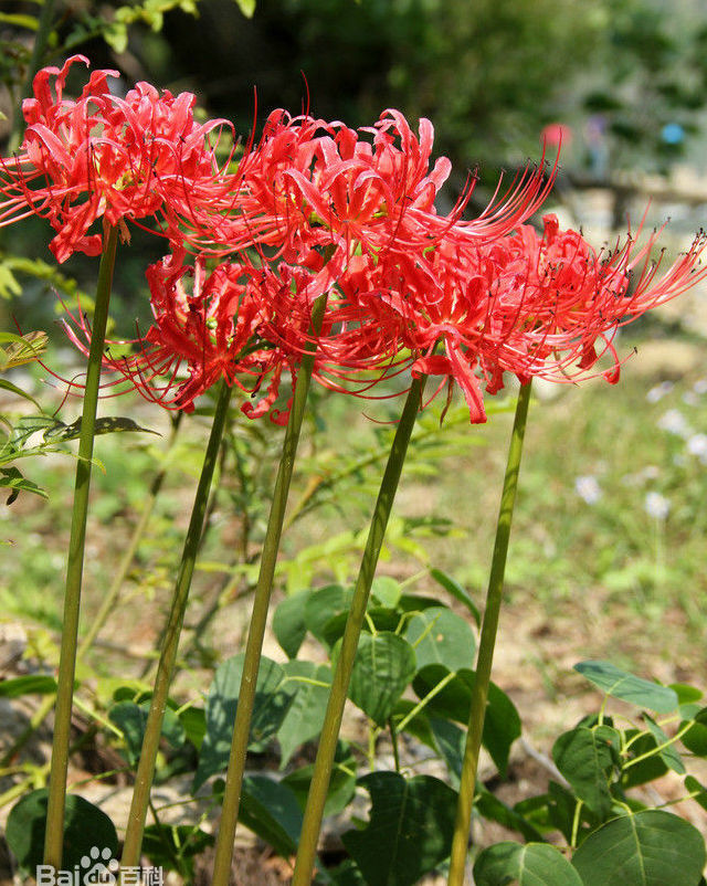 Gardening Safflower Lycoris Aurea,Bana,Or Withoutin the Flower delivery/Flowers simulation/Plants gardening , Flowers/Fruits and vegetables/Lawn seed (New) , Bulbs category - from Buy2taobao.com to provide professional Taobao agent buy service