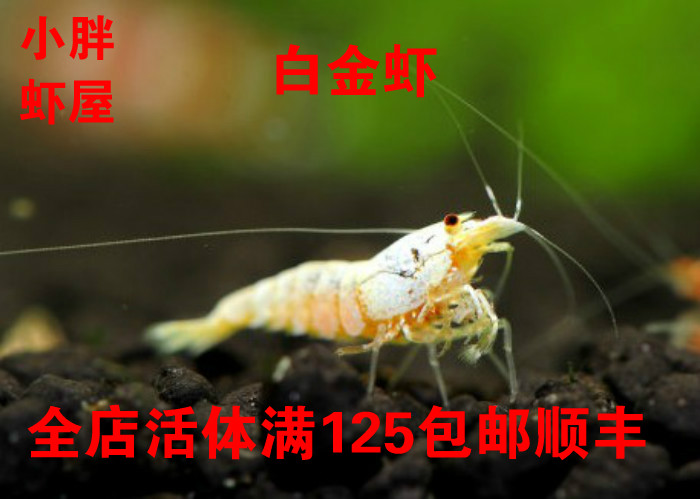 水晶虾白金虾 工具虾 观赏虾 宠物虾 除藻虾 虾活体 小胖虾屋|ruв категории животное/Животное питание и принадлежностей, аквариум мира, креветки - от Buy2taobao.com для оказания профессиональной услуги покупки агента Taobao