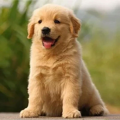 纯种金毛哈士奇博美阿拉斯加萨摩耶比熊巴哥柯基犬幼犬宠物狗活体|msdalam kategori haiwan peliharaan/makanan haiwan dan bekalan, anjing - dari Buy2taobao.com untuk memberikan perkhidmatan ejen Taobao profesional membeli