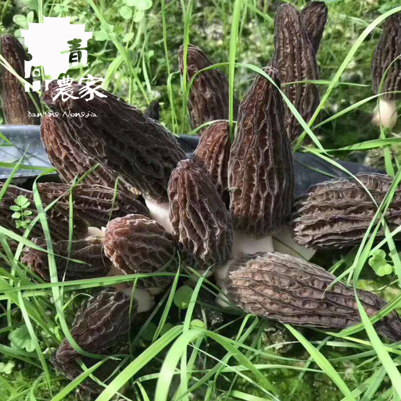 Morel mushroom dried food Stew Cook Morel Ingredients 50 wild Morel mushroom Crisp Tastyin the Agri rice/Dried foods/Condiment , Dried foods/Meat Dry , Dry/Native , Mushroom category category - from Buy2taobao.com to provide professional Taobao agent buy service