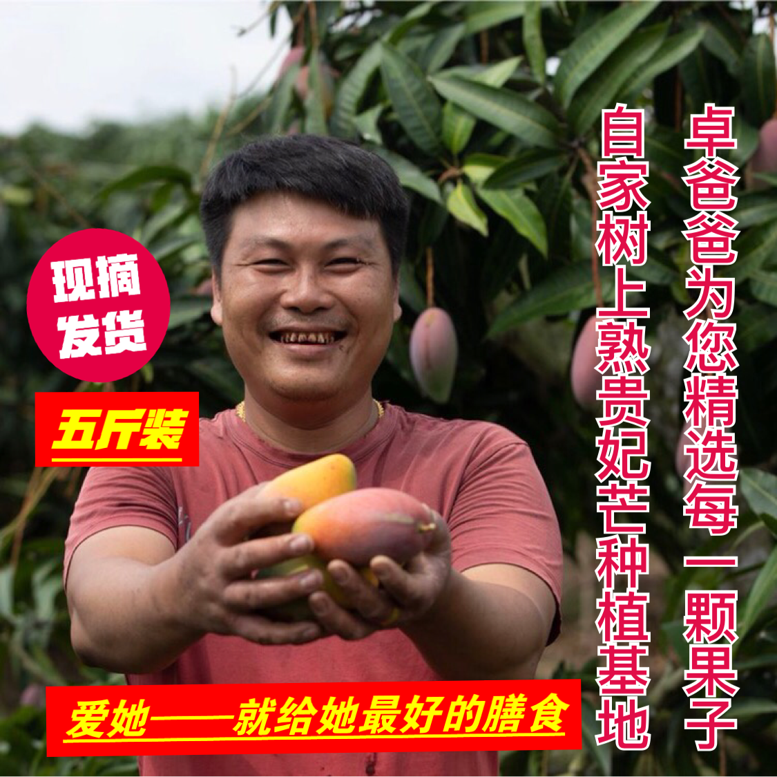 树上熟贵妃芒果 海南三亚新鲜水果 现摘顺丰10斤包邮在类目 水产肉类/新鲜蔬果/熟食, 新鲜水果, 芒果中 - 来自Buy2taobao.com提供专业的淘宝代购服务