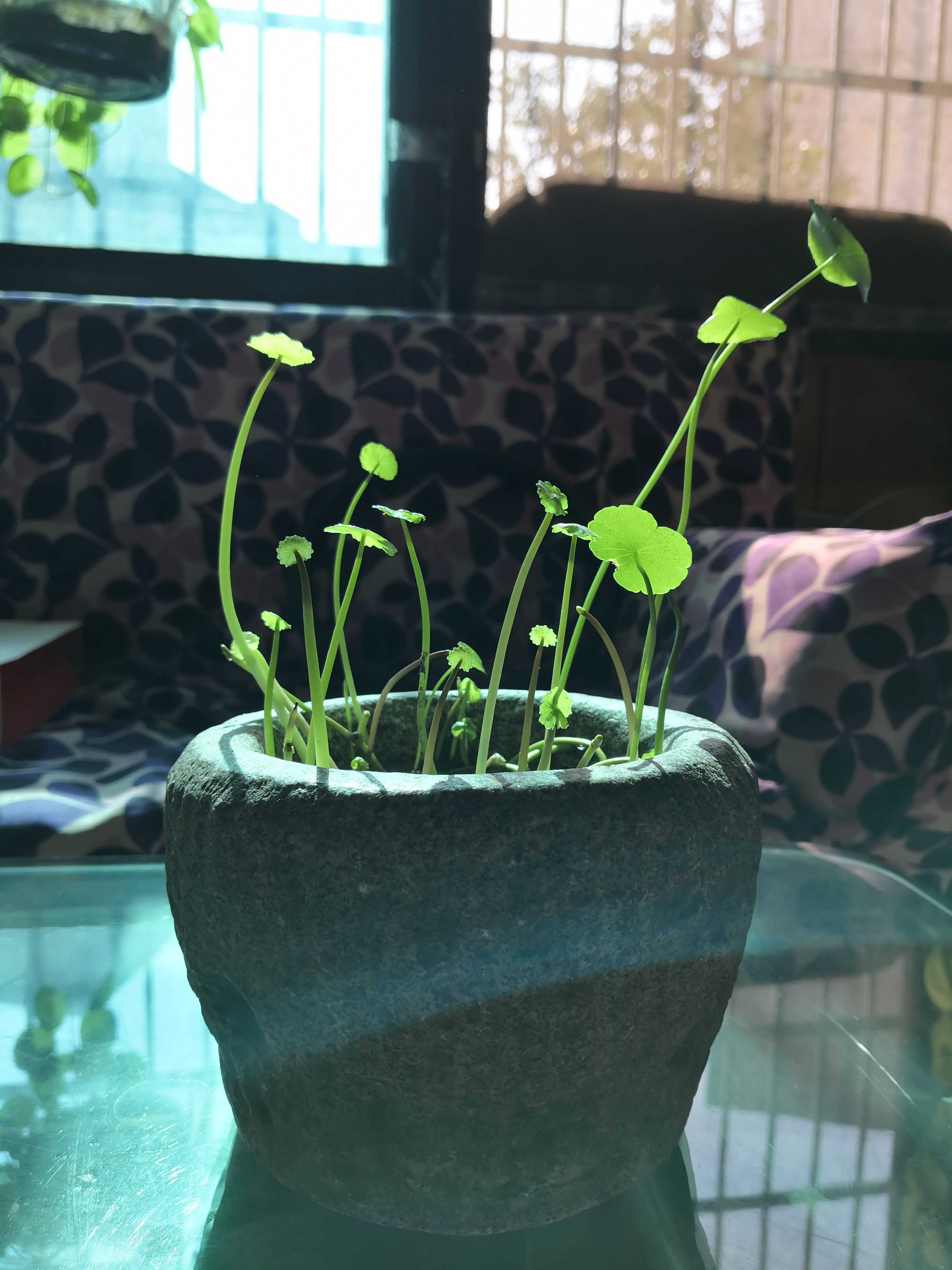 石头花器 石头窝子石舀多肉植物石头花盆迷你老石头花盆青石花器在类目 饰品/流行首饰/时尚饰品新, 摆件中 - 来自Buy2taobao.com提供专业的淘宝代购服务