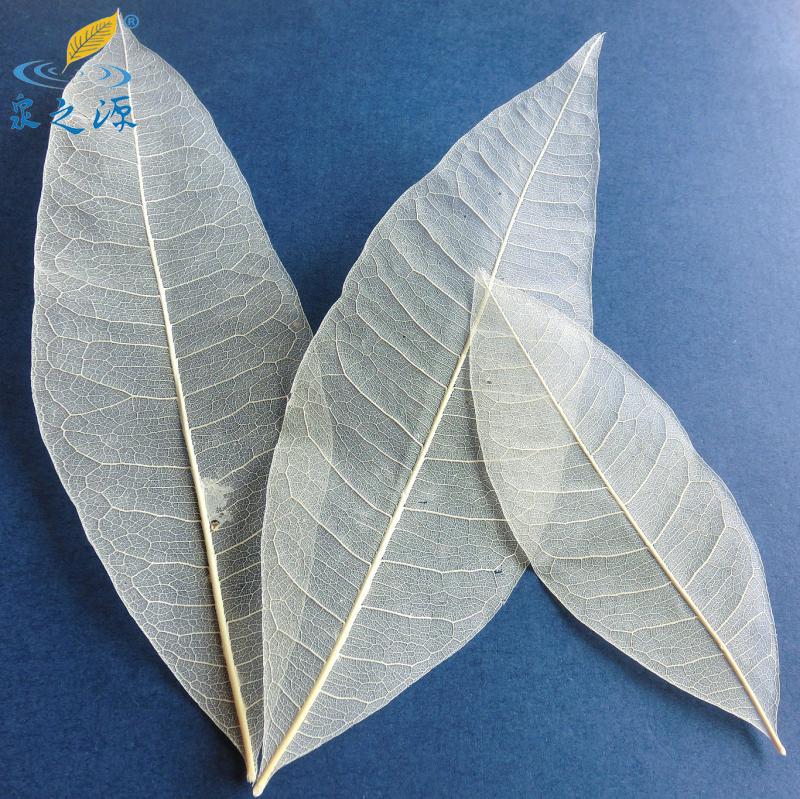 发财叶脉diy书签贺卡绘画材料可写字的树叶透明漂白礼品学生在类目 特色手工艺, 地区民间特色手工艺, 其他中 - 来自Buy2taobao.com提供专业的淘宝代购服务