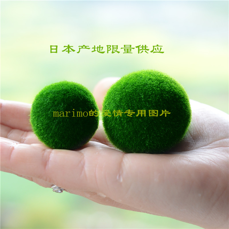 日本人氣marimo球藻趣味罐裝MARIMO超大寶貝限量創意迷妳植物在類目 鮮花速遞/花卉仿真/綠植園藝, 創意迷你植物中 - 來自Buy2taobao.com提供專業的淘寶代購服務