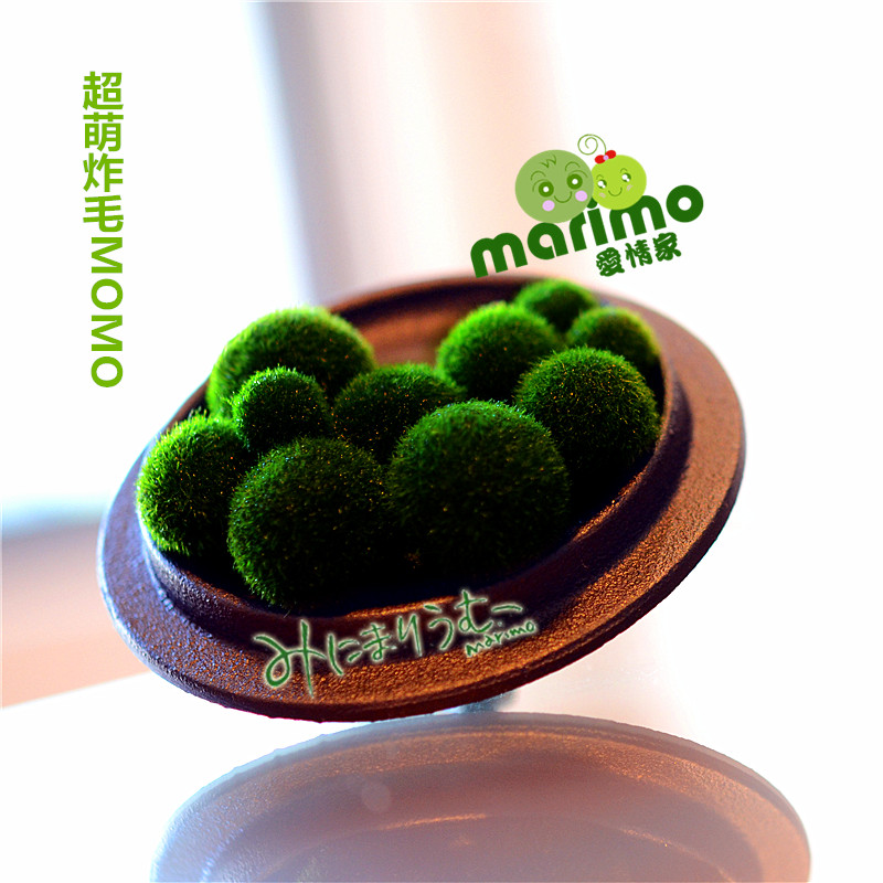 35 [Japan quality goods Hokkaido Limit supply Jun Mao 2-6 environmental protection Sea tree Nutrient solutionin the Flower delivery/Flowers simulation/Plants gardening , Creative mini-plant category - from Buy2taobao.com to provide professional Taobao agent buy service