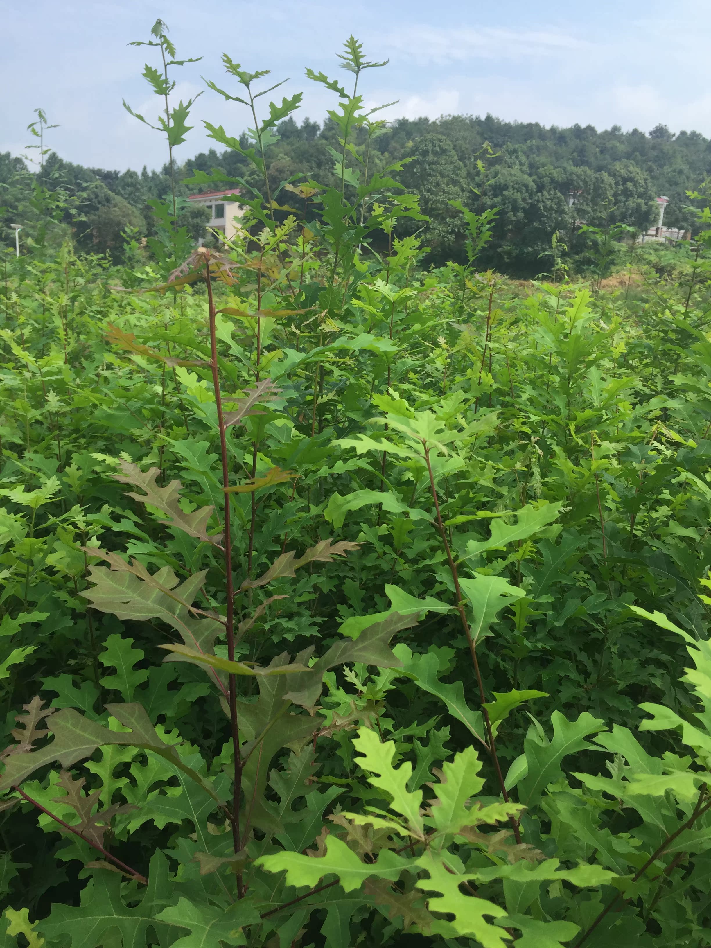 supply North America Oak One or two years Seedlings 2-7 a centimeter Oak tree Base Direct sellingin the Flower delivery/Flowers simulation/Plants gardening , Garden Plants/Trees/Fruit tree, Trees/Arbor category - from Buy2taobao.com to provide professional Taobao agent buy service