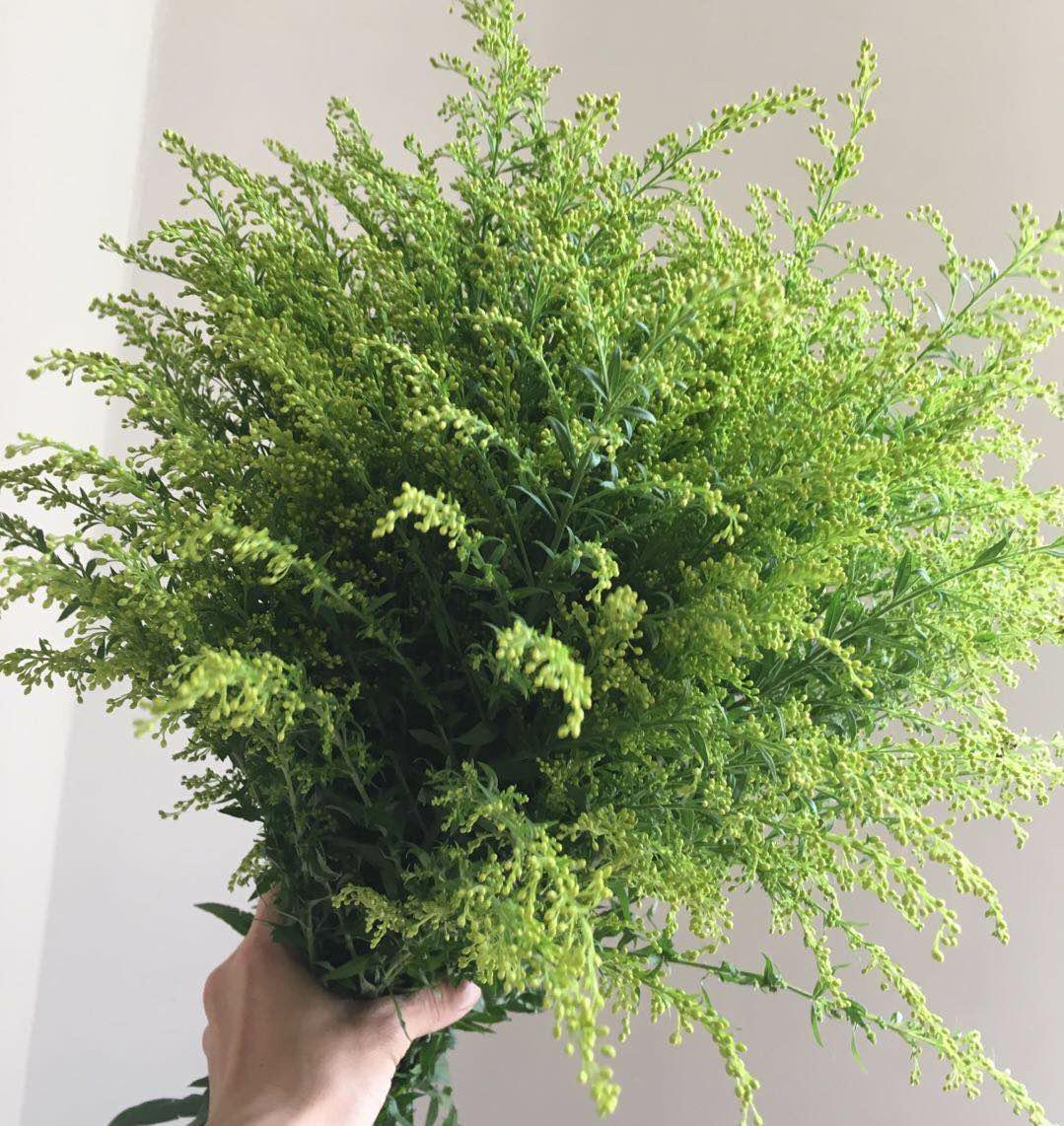 鲜花黄莺草配草10支/扎花农种植手工制作干花直销鲜切花搭配花草|msdalam kategori penghantaran bunga/bunga simulasi/tumbuhan berkebun, penghantaran bunga (bandar) - dari Buy2taobao.com untuk memberikan perkhidmatan ejen Taobao profesional membeli