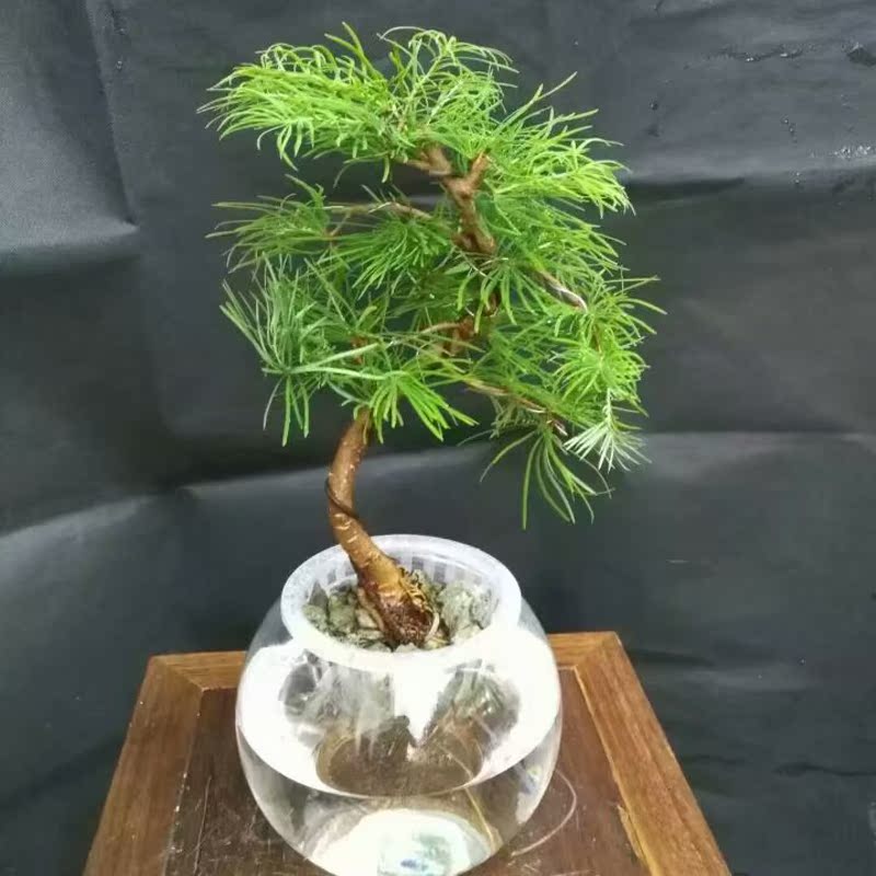 Hydroponics Water to keep Potted plant Botany indoor Green plant Happy Tree Speciesis White palm Chun Yu Privetin the Flower delivery/Flowers simulation/Plants gardening , Flowers/Potted plants (New) , Plants category - from Buy2taobao.com to provide professional Taobao agent buy service