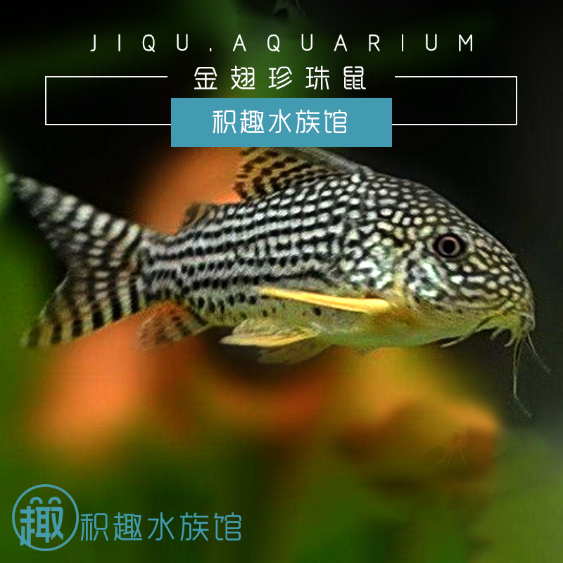 珍珠鼠 底栖清道夫垃圾老鼠鱼清洁观赏淡水热带宠物活体 优质推荐在类目 宠物/宠物食品及用品, 水族世界, 鱼中 - 来自Buy2taobao.com提供专业的淘宝代购服务