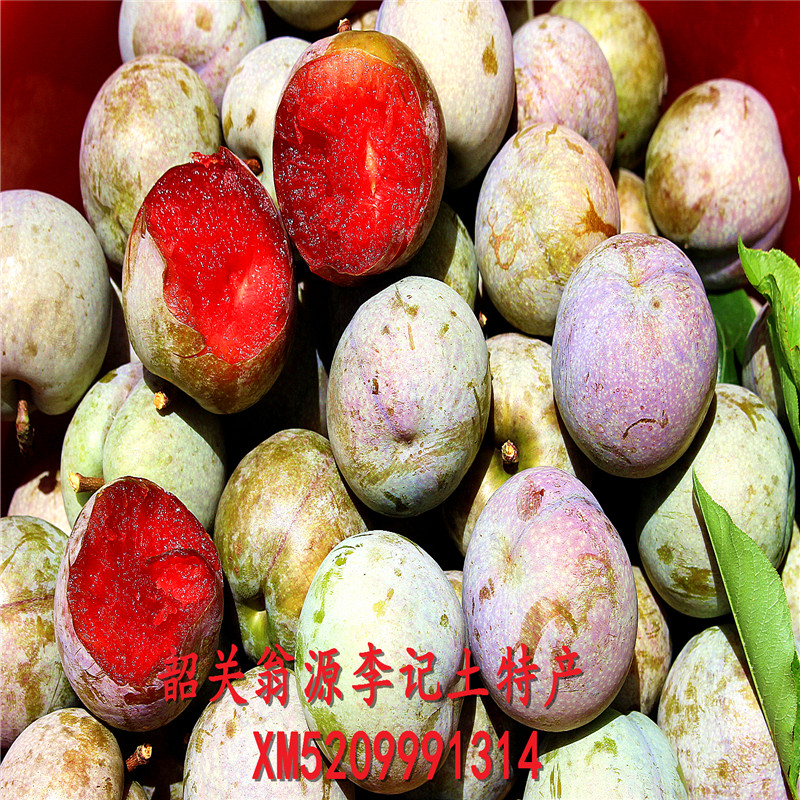 正宗三華李 新鮮水果 産地直發 李子 紅心李子翁源三華李在類目 水產肉類/新鮮蔬果/熟食, 新鮮水果, 李子中 - 來自Buy2taobao.com提供專業的淘寶代購服務