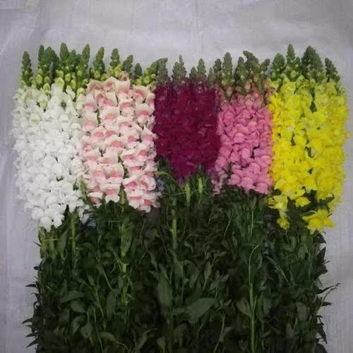 斗南花市吉贝鲜花 金鱼草鲜花情人节鲜花 供花店 空运发货10支/扎在类目 鲜花速递/花卉仿真/绿植园艺, 鲜花速递(同城)中 - 来自Buy2taobao.com提供专业的淘宝代购服务