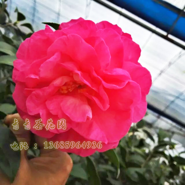 牡丹皇后茶花苗花卉绿植盆栽巨大花型粉色系高档品种产地直销正品