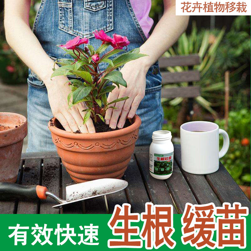 多肉盆栽花卉植物通用型扦插生根快速生根壮苗剂营养液水热卖在类目 鲜花速递/花卉仿真/绿植园艺, 园艺用品, 家庭园艺肥料/营养土/营养液中 - 来自Buy2taobao.com提供专业的淘宝代购服务