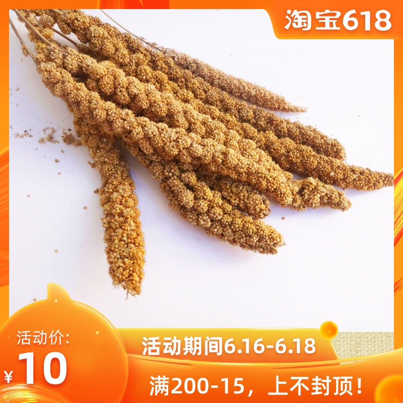 粤迪 小型鸟类鹦鹉零食黄色小米穗/谷穗/鸟食/鸟零食(100克左右)|msdalam kategori haiwan peliharaan/makanan haiwan dan bekalan, Burung dan bekalan, makanan burung - dari Buy2taobao.com untuk memberikan perkhidmatan ejen Taobao profesional membeli
