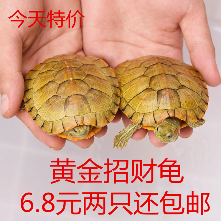 一对小乌龟活体淡水小宠长寿龟活物龟招财龟水龟宠物苗情侣巴西龟在类目 宠物/宠物食品及用品, 水族世界, 龟/鳖中 - 来自Buy2taobao.com提供专业的淘宝代购服务