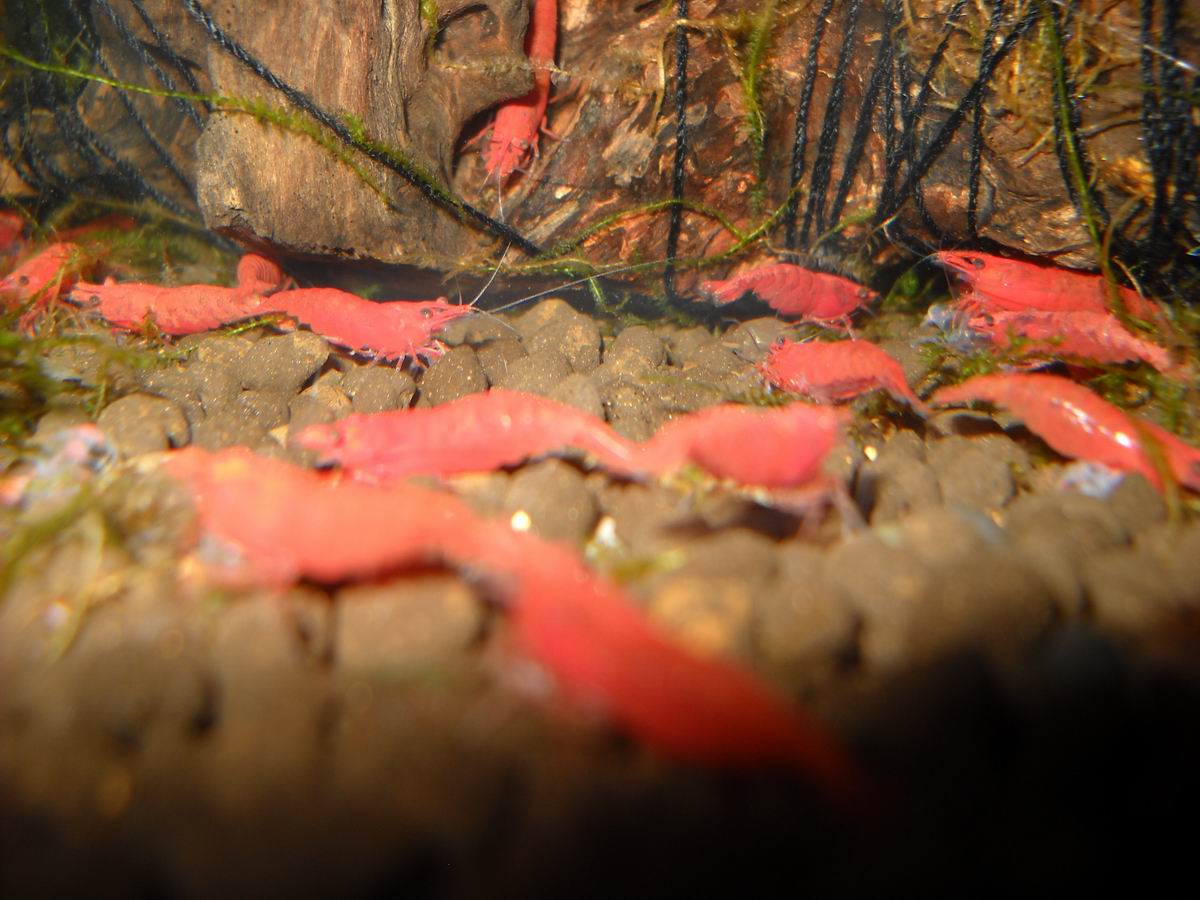 辣椒红虾,极火水晶虾10只|msdalam kategori haiwan peliharaan/makanan haiwan dan bekalan, Aquarium World, udang - dari Buy2taobao.com untuk memberikan perkhidmatan ejen Taobao profesional membeli
