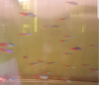紅綠燈(小型燈類魚.熱帶魚飼料。觀賞魚缸)2.5CM在類目 寵物/寵物食品及用品, 水族世界, 魚中 - 來自Buy2taobao.com提供專業的淘寶代購服務