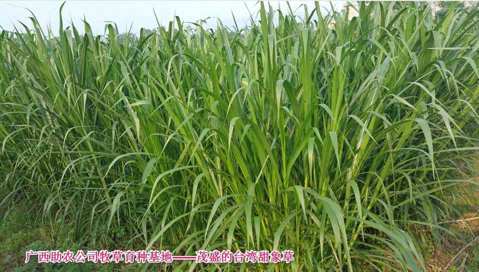 台湾甜象草 产量高适口性好营养价值丰富牧草品种在类目 畜牧/养殖物资, 饲料, 饲料添加剂中 - 来自Buy2taobao.com提供专业的淘宝代购服务