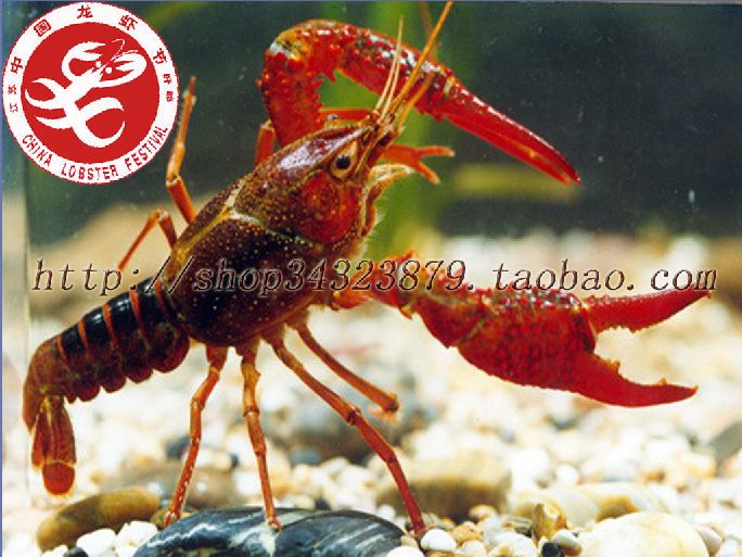 盱眙十三香龙虾调料(浓香型散装特级12元100克)在类目 粮油米面/南北干货/调味品, 调味品/果酱/沙拉, 调味料, 花椒/八角/桂皮中 - 来自Buy2taobao.com提供专业的淘宝代购服务