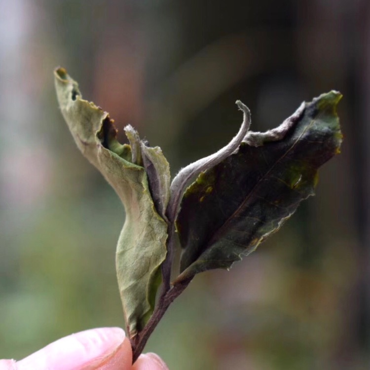 Yunnan Tea Moonlight 2019 year Tea trees Sweet and delicate Fragrance and wild rhyme 500 gramin the Tea , Pu'er category - from Buy2taobao.com to provide professional Taobao agent buy service