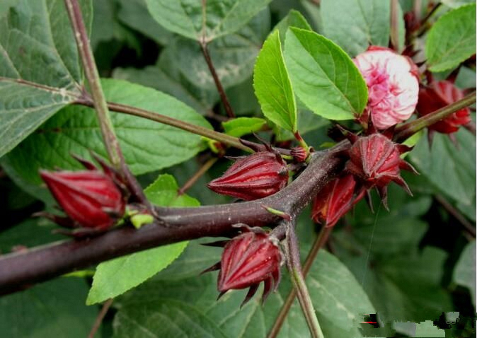 红桃K苗、玫瑰茄苗、洛神花苗、花可泡茶饮用在类目 鲜花速递/花卉仿真/绿植园艺, 花卉/绿植盆栽(新), 绿植中 - 来自Buy2taobao.com提供专业的淘宝代购服务