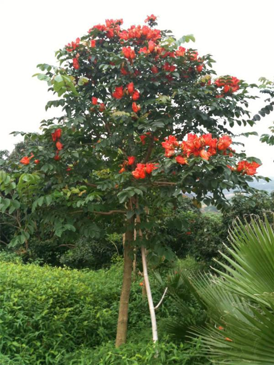 火焰木树苗、火焰树苗、在类目 鲜花速递/花卉仿真/绿植园艺, 花园植物/行道树/果树, 观叶 /花灌木中 - 来自Buy2taobao.com提供专业的淘宝代购服务