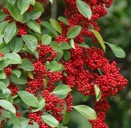 Iron winter crops,Baiyinmiao,A riot of colour seedlingsin the Flower delivery/Flowers simulation/Plants gardening , Garden Plants/Trees/Fruit tree, Foliage/Flowering Shrubs category - from Buy2taobao.com to provide professional Taobao agent buy service