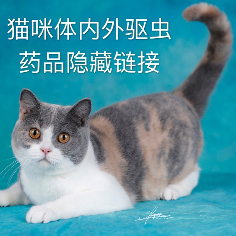 猫咪体内外驱虫药在类目 宠物/宠物食品及用品, 猫/狗日用品, 窝/屋/帐篷中 - 来自Buy2taobao.com提供专业的淘宝代购服务