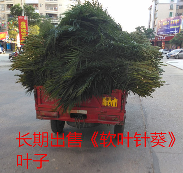 针葵叶子 软叶刺葵叶子 商务用花叶子鲜花绿衬 产地直供 顺丰包邮|msdalam kategori penghantaran bunga/bunga simulasi/tumbuhan berkebun, Perniagaan dengan bunga - dari Buy2taobao.com untuk memberikan perkhidmatan ejen Taobao profesional membeli