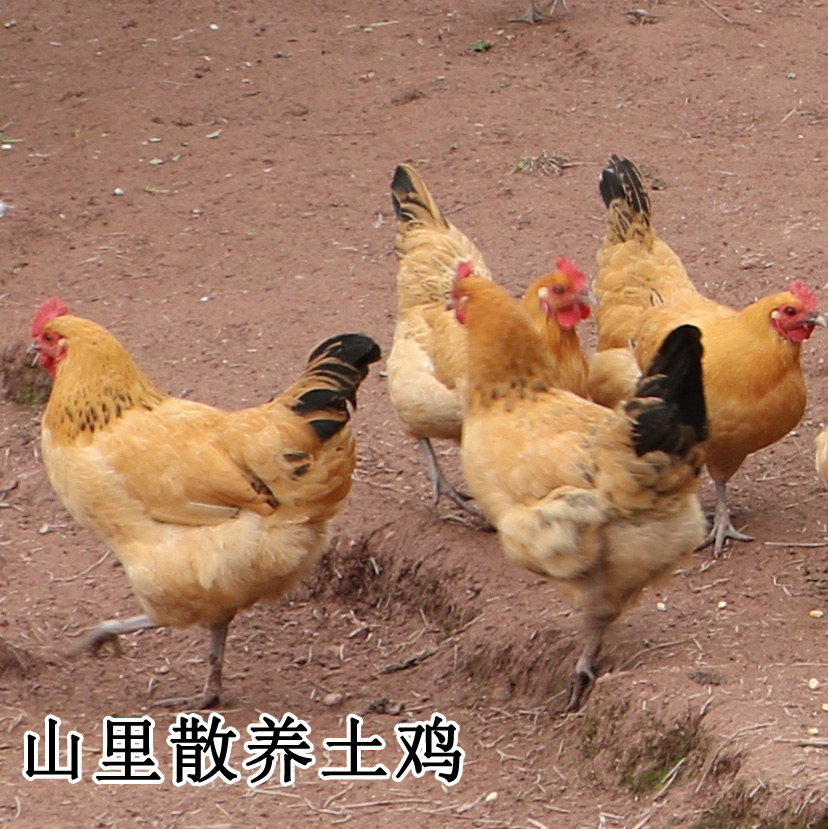 臨時付款鏈接 衆籌預-定 自家種植養殖的 備注好要什麽東西在類目 水產肉類/新鮮蔬果/熟食, 生肉/肉製品, 雞肉類, 整雞中 - 來自Buy2taobao.com提供專業的淘寶代購服務