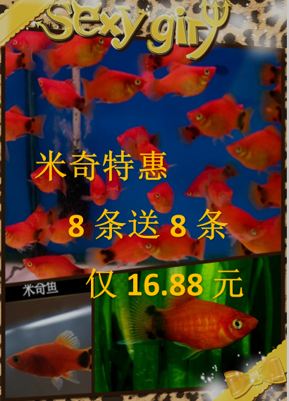 米奇鱼熊猫鱼易繁殖胎生鱼小型鱼热带鱼新手草缸鱼下单就送鱼饲料在类目 宠物/宠物食品及用品, 水族世界, 鱼中 - 来自Buy2taobao.com提供专业的淘宝代购服务