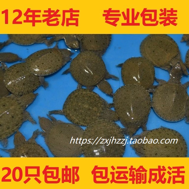 外塘养殖中华鳖苗水鱼团鱼小甲鱼苗龙鱼宠物鱼饲料活体/头苗现货在类目 宠物/宠物食品及用品, 水族世界, 龟/鳖中 - 来自Buy2taobao.com提供专业的淘宝代购服务