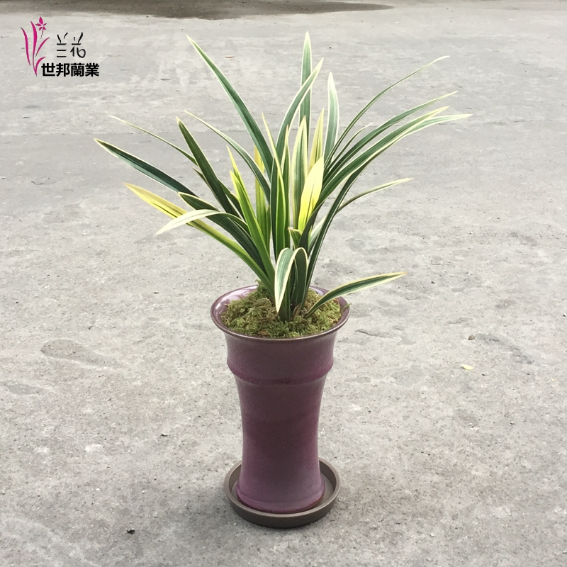gorgeous Phnom Penh Chunlan Cymbidium gold Pennant Orchid seedlings Beautiful Green plant bonsai Office decorate flowers and plantsin the Flower delivery/Flowers simulation/Plants gardening , Flowers/Potted plants (New) , Flowers category - from Buy2taobao.com to provide professional Taobao agent buy service