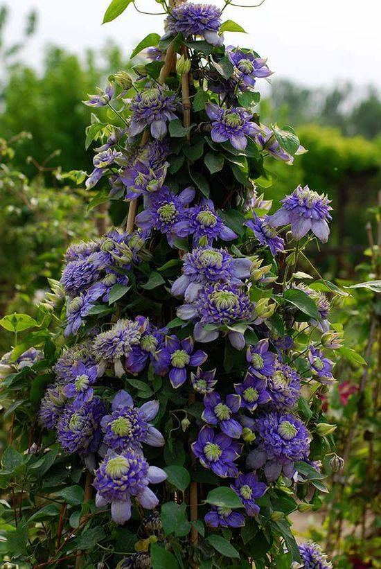 铁线莲【蓝光】2年裸根苗