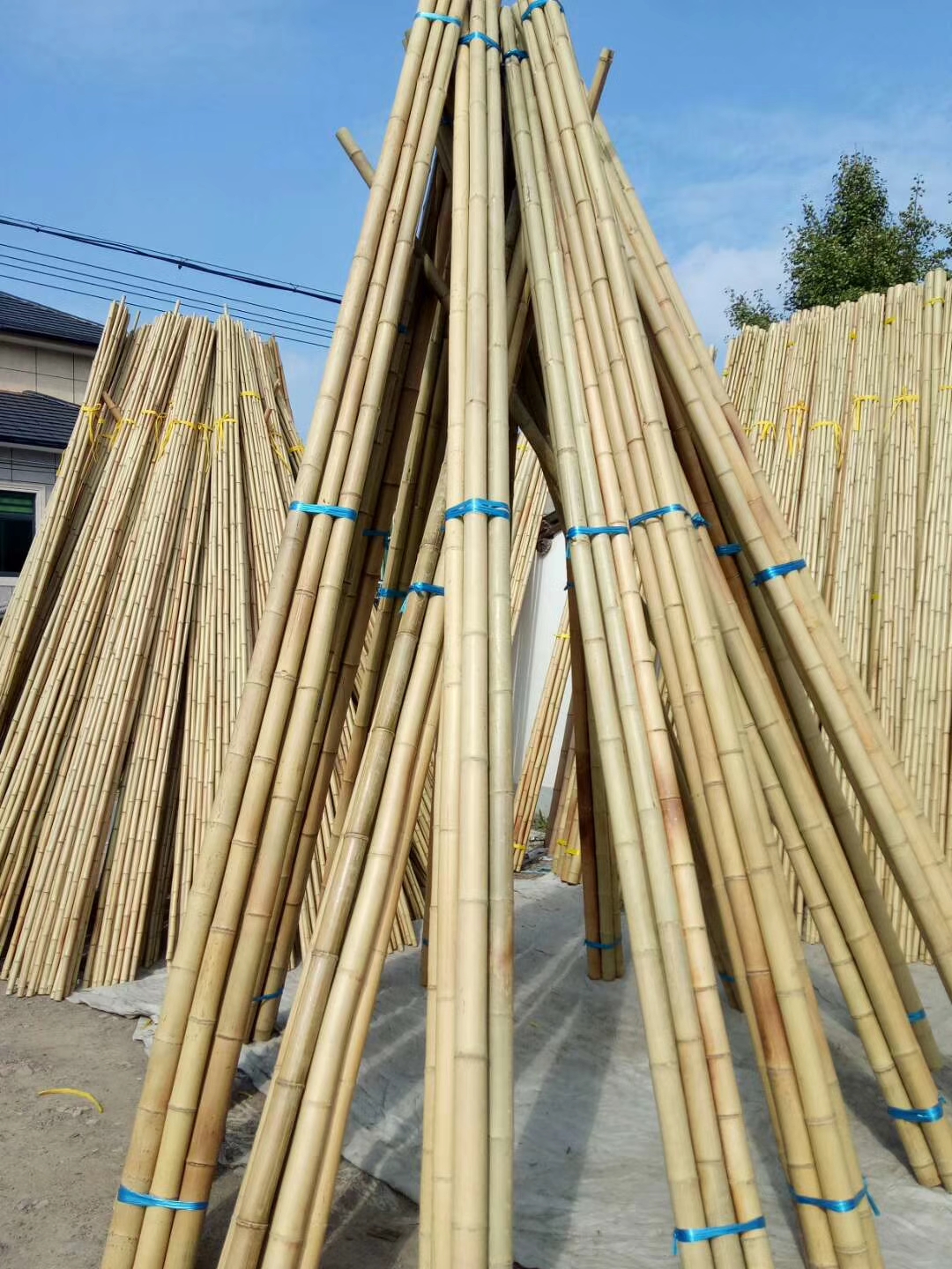 竹竿防腐舞篱笆晾衣装饰竹竿跳舞竹菜架园艺竹杆搭架楠竹子包邮|msdalam kategori penghantaran bunga/bunga simulasi/tumbuhan berkebun, Gardening Supplies, pagar besar/pagar - dari Buy2taobao.com untuk memberikan perkhidmatan ejen Taobao profesional membeli