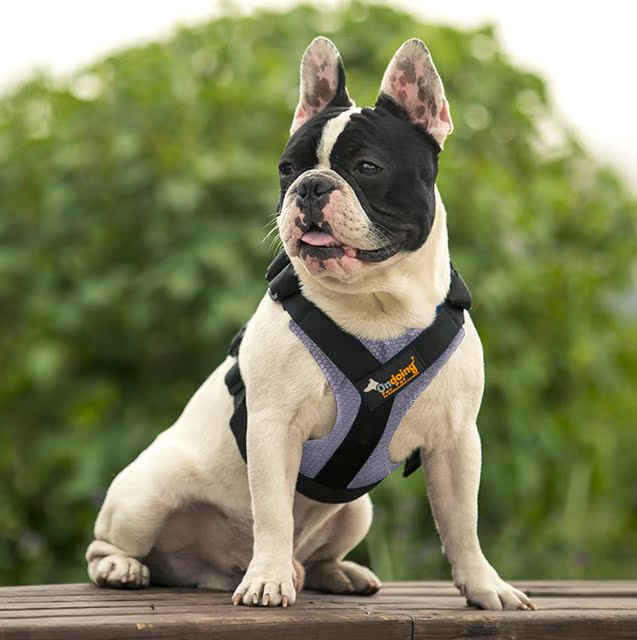 宠物透气胸背带 法斗柯基哈士奇柴犬斗牛巴哥恶霸犬胖狗狗胸背带|msdalam kategori haiwan peliharaan/makanan haiwan dan bekalan, Cat/anjing harian, rantai rumah - dari Buy2taobao.com untuk memberikan perkhidmatan ejen Taobao profesional membeli