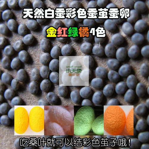 纯天然白蚕结红黄绿橘4色茧子蚕卵蚕种蚕蛋蚕子色彩艳丽买1送3|ruв категории животное/Животное питание и принадлежностей, рептилии/насекомых и принадлежностей, 蚕宝宝 - от Buy2taobao.com для оказания профессиональной услуги покупки агента Taobao
