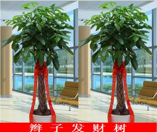 鞭子发财树开业庆典搬家祝贺室内绿色植物吸甲醇净化空气长沙包邮在类目 鲜花速递/花卉仿真/绿植园艺, 花卉/绿植盆栽(新), 绿植中 - 来自Buy2taobao.com提供专业的淘宝代购服务