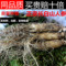上下架计划:包邮顺丰/批发新鲜人参/鲜人参2-3支250克正宗长白山人参自产自销