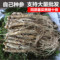 上下架计划:亏本包邮顺丰长白山鲜人参/带土新鲜人参/每件10-15棵/20-30棵/斤