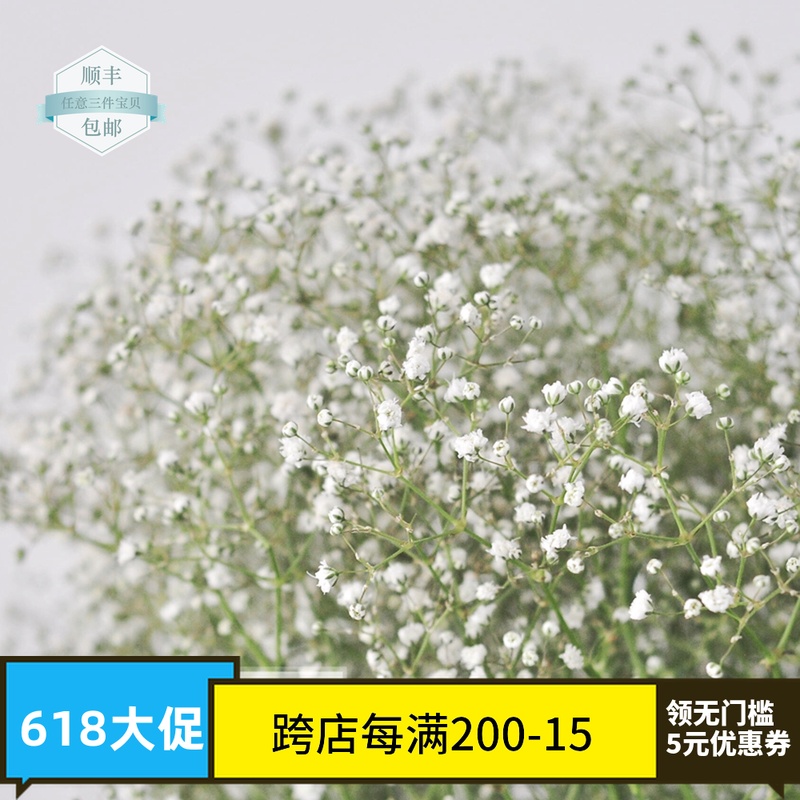 【花房花匠】满天星 百万星 云南昆明斗南鲜花 家用插花|ruв категории доставка цветов/цветок моделирования/растения садоводства, цветок/растения в горшках (новый), цветок - от Buy2taobao.com для оказания профессиональной услуги покупки агента Taobao