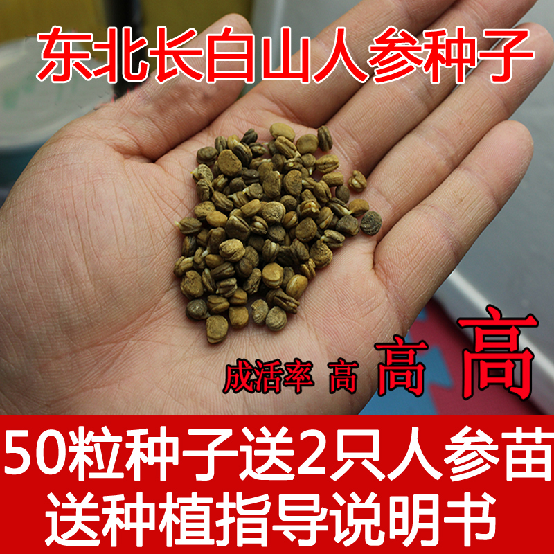 长白山人参种子50粒再送2只人参苗 正宗东北长白山特产野山参园参|ruв категории традиционные питательный пища, женьшень класса тоник, женьшень/женьшень - от Buy2taobao.com для оказания профессиональной услуги покупки агента Taobao