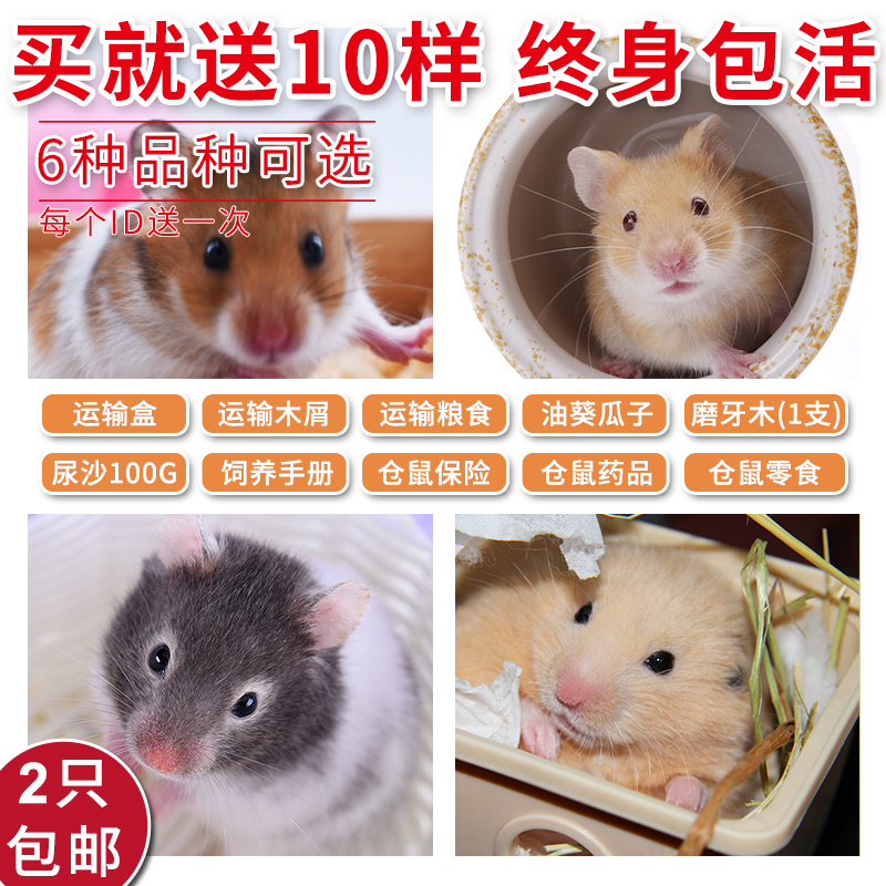 Watkins Bear Tiger Dairy cow Eye socket M Bear living thing Baby hamster Bear Pet ratin the Pet/Pet food and supplies , Class pet hamsters and other small , Hamsters category - from Buy2taobao.com to provide professional Taobao agent buy service