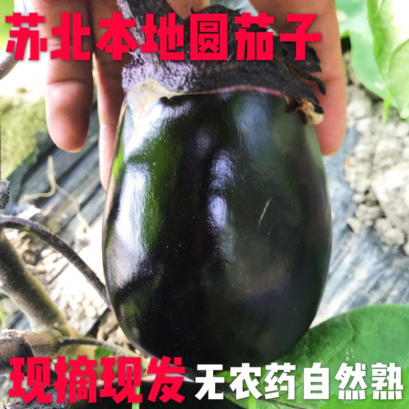 苏北本地圆茄子新鲜 5斤装紫茄子 时令蔬菜无农药薄皮鲜嫩包邮在类目 水产肉类/新鲜蔬果/熟食, 新鲜蔬菜/蔬菜制品, 新鲜蔬菜, 其它中 - 来自Buy2taobao.com提供专业的淘宝代购服务
