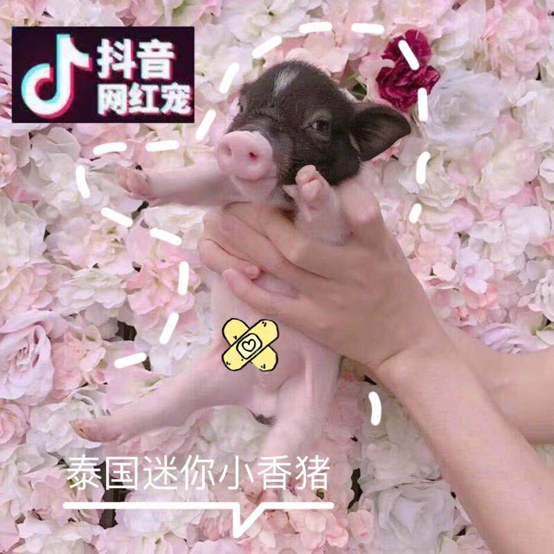 可愛小豬寵物豬活體泰國迷妳香豬寵物豬迷妳豬萌寵純種長不大茶杯在類目 寵物/寵物食品及用品, 倉鼠類及其它小寵, 香豬中 - 來自Buy2taobao.com提供專業的淘寶代購服務