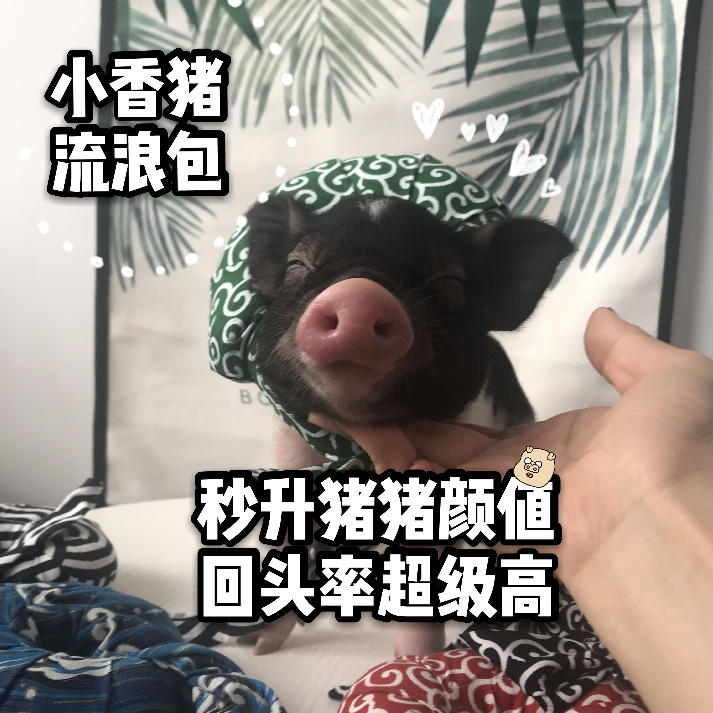 Thailand Little pigs Exclusive Rangers knapsack Trill Net Red knapsack lovely Piggy Rangers packin the Pet/Pet food and supplies , Pet apparel and accessories , Clothing/Supplies custom (New) , Pet clothing category - from Buy2taobao.com to provide professional Taobao agent buy service